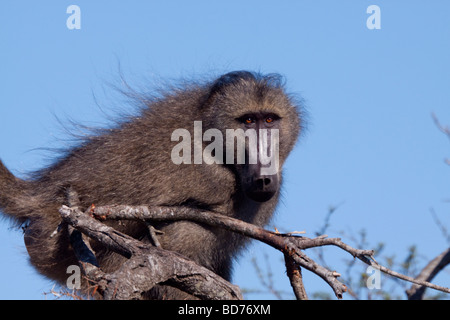Chacma Pavian (Papio Ursinus).  In einer Baumkrone während einer Verfolgungsjagd. Stockfoto