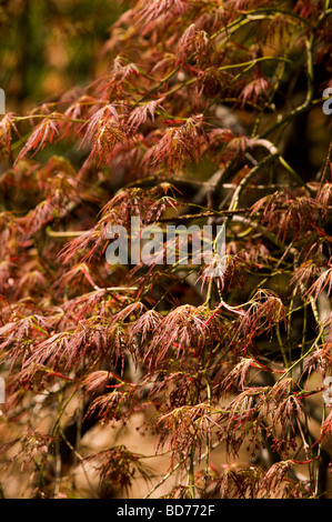 Acer Palmatum, japanischer Ahorn, Stockfoto