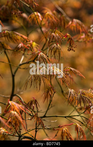 Acer Palmatum, japanischer Ahorn, Stockfoto