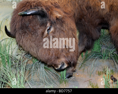 Buffalo Ausstellung im Fort Calgary Mountie Museum in Calgary, die größte Stadt in der Provinz Alberta, Kanada. Stockfoto