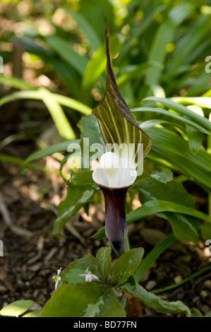 Nepenthes, tropischen Kannenpflanzen, Monkey Tassen, fleischfressende Pflanzen, Plantae, Magnoliophyta, Magnoliopsid, Caryophyllales, Stockfoto