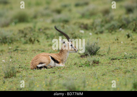 Stock Foto-Profil von einem einsamen Thomson es Gazelle ruht auf der kurzen Grasebenen der Ndutu, Tansania, Februar 2009. Stockfoto