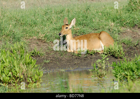 Stock Foto von einem weiblichen Riedböcken, Serengeti Nationalpark, Tansania. Stockfoto