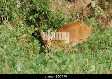 Stock Foto von einem weiblichen Riedböcken, Serengeti Nationalpark, Tansania. Stockfoto