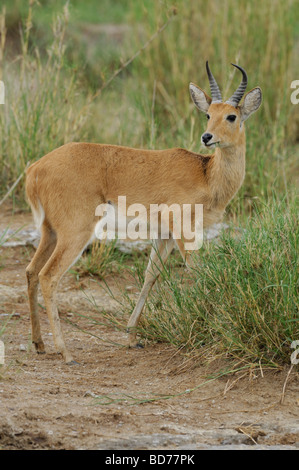 Stock Foto von einem männlichen Riedböcken, Serengeti Nationalpark, Tansania. Stockfoto