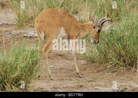 Stock Foto von einem andere, Serengeti Nationalpark, Tansania, Februar 2009. Stockfoto