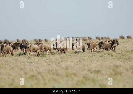 Stock Foto des großen Gnus Migration, Ndutu, südliche Serengeti Ökosystems, Tansania, 2009. Stockfoto