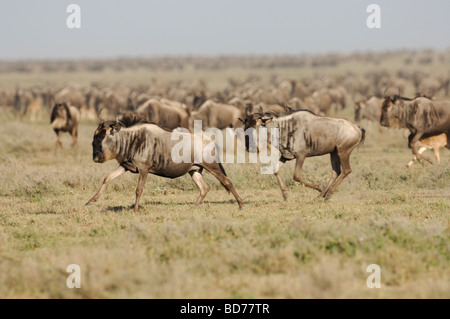 Stock Foto des großen Gnus Migration, Ndutu, südliche Serengeti Ökosystems, Tansania, 2009. Stockfoto