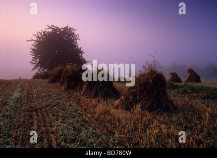 Polen Land Bio-Bauernhof Nebel Nebel Stockfoto