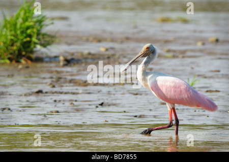 Die rosige Löffler (Platalea Ajaja) bekommt seine rosa Farbe durch den Verzehr von Garnelen, genau wie der Flamenco. Stockfoto