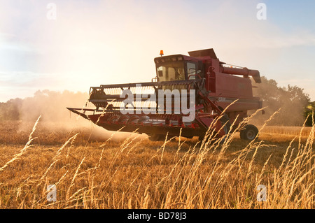 Case International 1660 Mähdrescher - Ernte von Getreide und Staubbelastung, Sud-Tourine, Frankreich. Stockfoto