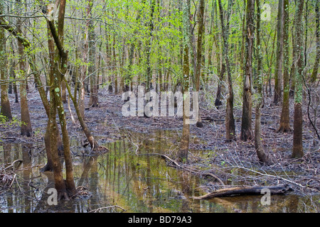 Mingo National Wildlife Refuge Stockfoto