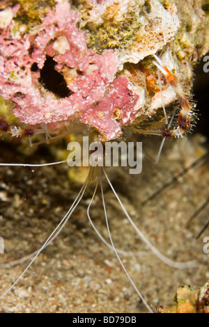 Putzergarnelen (Lysmata Amboinensis) versteckt sich hinter dem Felsen Stockfoto