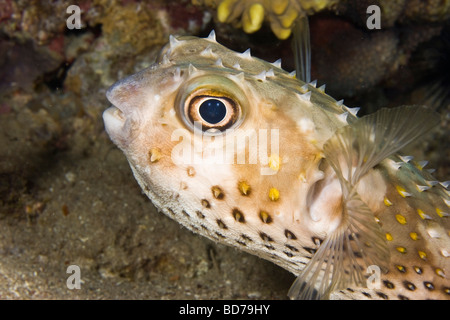 Gelb entdeckt Burrfish (Cyclichthys Spilostylus) Stockfoto