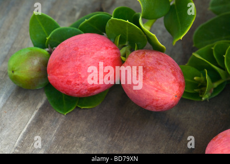 Natal Pflaumen, Zweig. "Carissa macrocarpa". Stockfoto