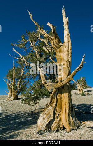 Bristlecone Kiefer (Pinus Longaeva), weltweit ältesten Bäume, Patriarch Grove, White Mountains, Kalifornien Stockfoto