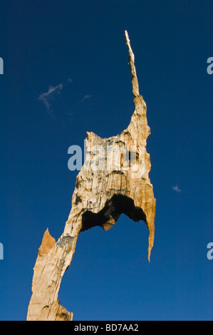 Bristlecone Kiefer (Pinus Longaeva), weltweit ältesten Bäume, Patriarch Grove, White Mountains, Kalifornien: Detail von verwittertem Holz Stockfoto