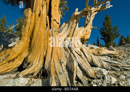 Bristlecone Kiefer (Pinus Longaeva), weltweit ältesten Bäume, Patriarch Grove, White Mountains, Kalifornien Stockfoto