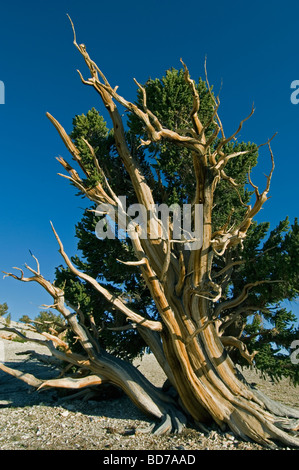 Bristlecone Kiefer (Pinus Longaeva), weltweit ältesten Bäume, Patriarch Grove, White Mountains, Kalifornien Stockfoto