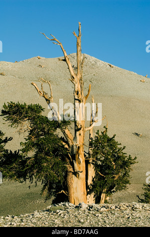 Bristlecone Kiefer (Pinus Longaeva), weltweit ältesten Bäume, Patriarch Grove, White Mountains, Kalifornien Stockfoto