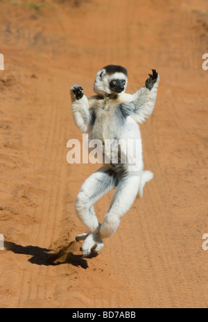 Verreaux Sifaka (Propithecus Verreauxi) springen (Dancing) Berenty Reserve, Madagaskar Stockfoto