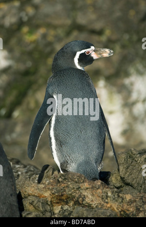 Humboldt-Pinguin (Spheniscus Humboldti) bedrohte, Chiloé Insel, CHILE Stockfoto