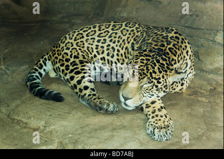 Jaguar (Panthera Onca) Schlafsack, Woodland Park Zoo, Seattle, Washington in Gefangenschaft Stockfoto