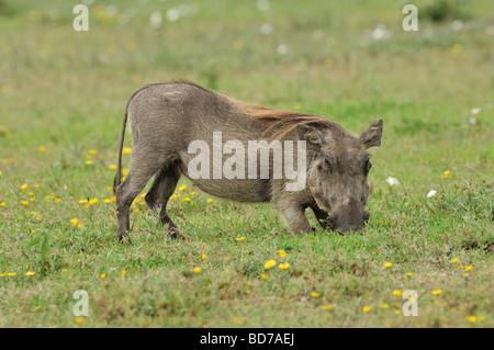 Stock Foto von Warzenschwein Weiden, Ngorongoro Crater, Tansania, 2009. Stockfoto