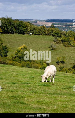 Kuh Weiden in einem Feld Burgund Frankreich Stockfoto