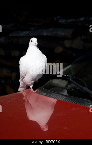 Weiße Taube stehend auf einem alten roten Auto, Burgund Frankreich Stockfoto