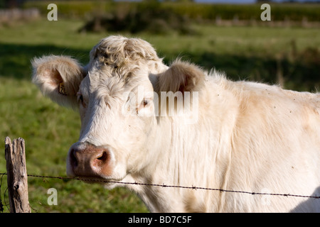 Portrait einer Kuh hinter einem Zaun, Burgund Frankreich Stockfoto