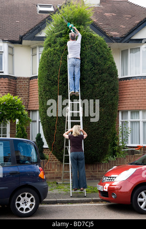 Mann einen große, hohe, Nadelbaum-Baum, von einer hohen Leiter trimmen. Eine Frau trägt die Leiter für Sicherheit zu stemmen. Stockfoto