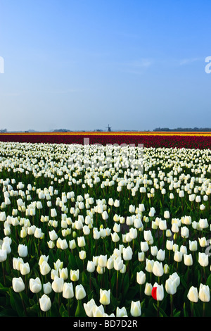 DNA-Ausfall der Tulpe Felder Nord-Holland-Niederlande Stockfoto