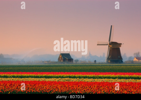 Tulpenfelder im Frühling in der Provinz Nord-Holland, Niederlande Stockfoto