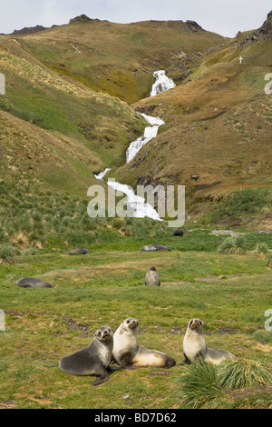 Juvenile antarktischen Seebären Arctocephalus Gazella Grytviken Südgeorgien Antarktis Stockfoto