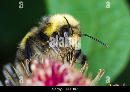 Männliche kleine Heide Hummel (Bombus Jonellus) Fütterung auf eine Klette Blume Stockfoto