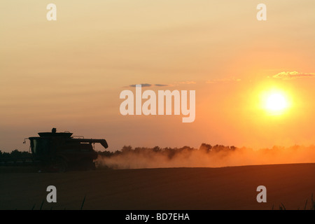 Harvester schneiden Winterweizen vor Sonnenuntergang im Südwesten Ontarios Feld Stockfoto