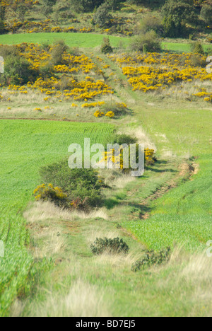 Feld Und Ginster Feld und Besen 05 Stockfoto