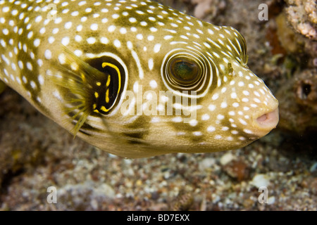 Whitespotted Kugelfisch (Arothron Hispidus) Stockfoto