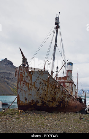 Alte britische Walfangschiff Sturmvogel in Grytviken Hafen Hafen Süd-Georgien-Antarktis Stockfoto