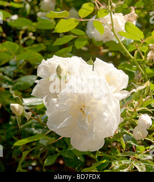 Eine Nahaufnahme von einem weißen klettern rose Rosa X odorata Blumen gegen Blätter Stockfoto