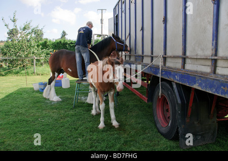 Verschiedene Szenen auf der Ripley jährlichen Show in Ripley, North Yorkshire, UK Stockfoto