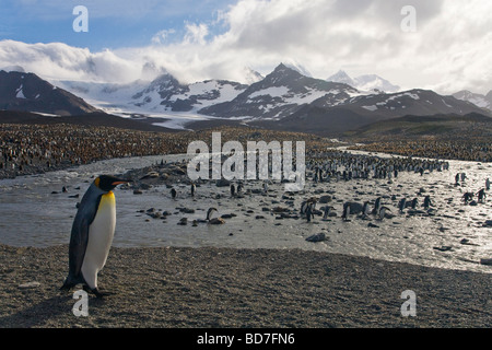 King Penguin Aptenodytes Patagonicus Brutkolonie St. Andrews Bay South Georgia Antarktis Stockfoto