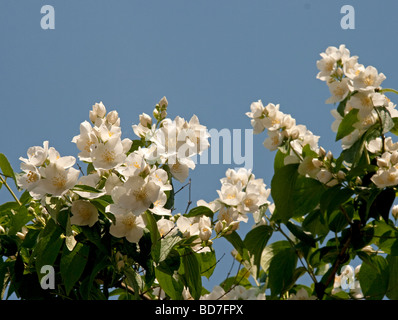 Eine Nahaufnahme von weißen Philadelphus Coronarius Sweet Mock orange englische Hartriegel Blumen gegen Blätter und Himmel Stockfoto