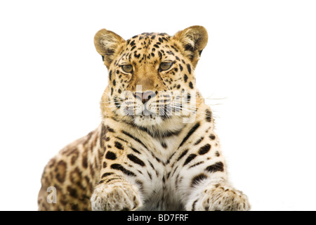 Amur-Leopard ( Panthera Pardus Orientalis) sehr seltener - wie eine Sphinx - Ausschnitt Stockfoto