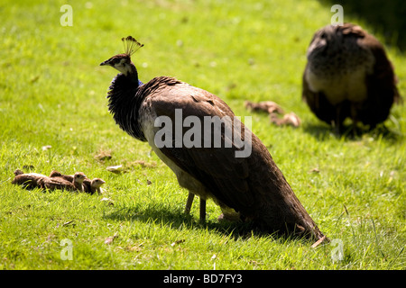 Eine weibliche Pfauen (Pavo Cristatus), allgemein bekannt als ein Pfauenhennen blickt auf ihre Brut der Küken. Stockfoto