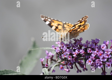 Distelfalter Schmetterling auf Sommerflieder Pflanze Stockfoto