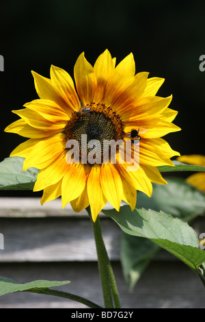 Bienen auf einer Sonnenblume Stockfoto