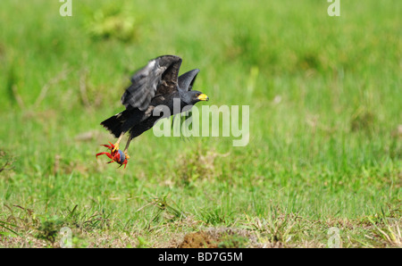 Eine Mangrove black Hawk (Buteogallus Anthracinus Subtilis) fliegt, Vorbereitung, eine typische Mahlzeit frische Krabben zu genießen. Stockfoto