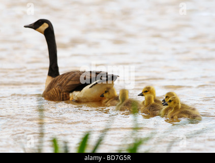 Eine Mutter Kanadagans (Branta Canadensis) führt ihre Babys durch einen See. Stockfoto